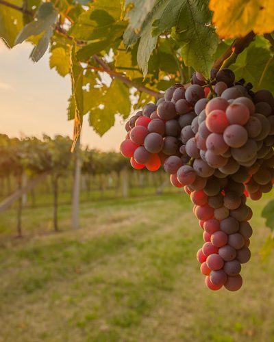 AdobeStock_322045433.jpeg AdobeStock_322045433.jpeg